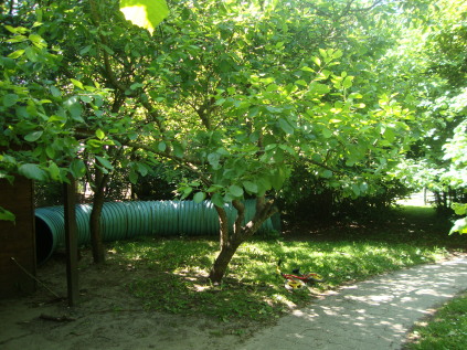 skoven i børnehuset i Nimtofte